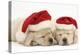 Sleeping Yellow Labrador Retriever Puppies, 8 Weeks, Wearing Father Christmas Hats-Mark Taylor-Premier Image Canvas