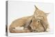 Sleepy Ginger Kitten with Sandy Lionhead-Lop Rabbit-Mark Taylor-Premier Image Canvas