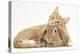 Sleepy Ginger Kitten with Sandy Lionhead-Lop Rabbit-Mark Taylor-Premier Image Canvas