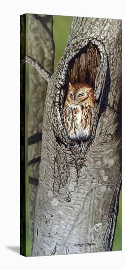 Sleepy Screech Owl-Richard Clifton-Stretched Canvas