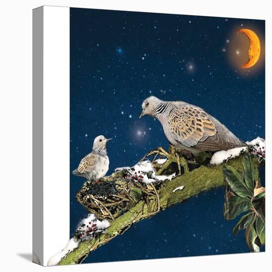 Sleepy Turtledove-Nancy Tillman-Stretched Canvas