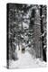 Sleigh-Ride Through the north Shore Woods, Massachusetts, 1800s-null-Premier Image Canvas