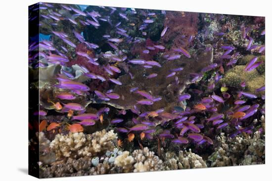 Slender Basslet School in Coral Reef (Luzonichthys Whitleyi)-Reinhard Dirscherl-Premier Image Canvas