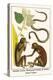 Slender Loris, Moonseed Family and Snakes from Ceylon-Albertus Seba-Stretched Canvas