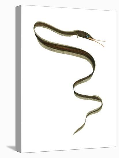 Slender Snipe Eel (Nemichthys Scolopaceus), Deep Sea Fishes-Encyclopaedia Britannica-Stretched Canvas