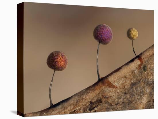 Slime mould, close up of sporangia, Buckinghamshire, UK-Andy Sands-Premier Image Canvas