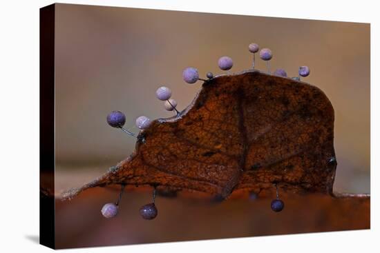 Slime mould sporangia growing along edge of decaying leaf-Andy Sands-Premier Image Canvas