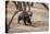 Sloth Bear, Ranthambhore National Park, Rajasthan, India, Asia-Janette Hill-Premier Image Canvas