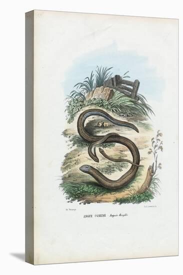 Slow Worm, 1863-79-Raimundo Petraroja-Premier Image Canvas