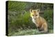 Sly Red Fox Kit, Central Montana-Jason Savage-Stretched Canvas