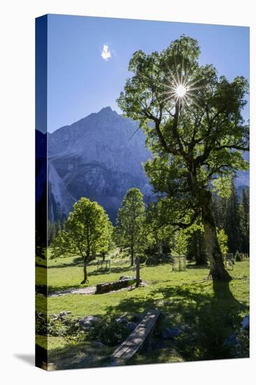 Small Ahornboden, Harewood in the Back Light in Front of Rauhkarlspitze, Karwendel, Tyrol-Rolf Roeckl-Premier Image Canvas