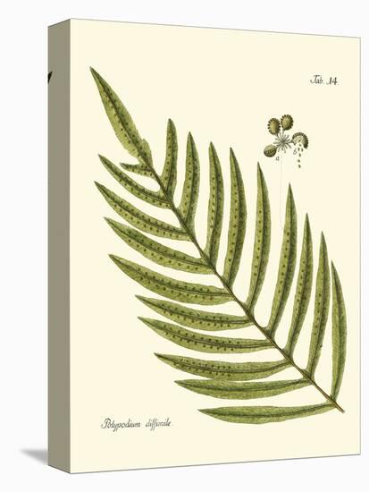 Small Antique Fern I-Vision Studio-Stretched Canvas