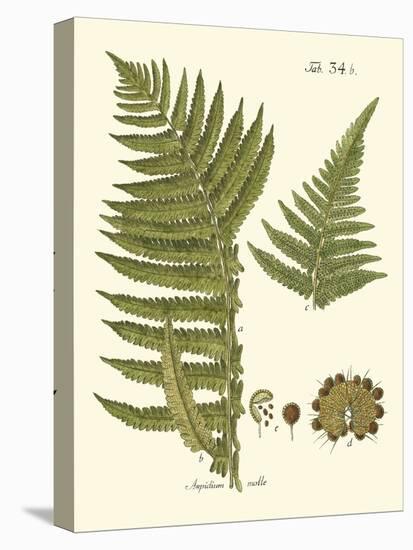 Small Antique Fern III-Vision Studio-Stretched Canvas