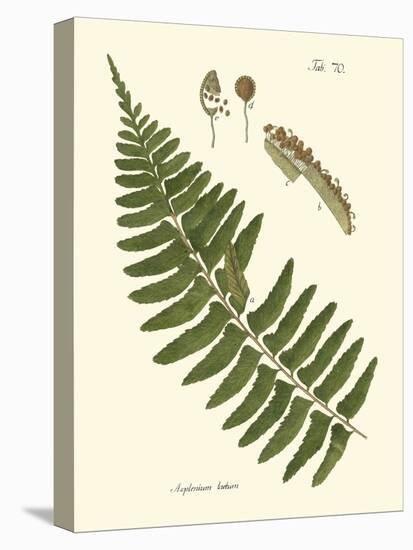 Small Antique Fern V-Vision Studio-Stretched Canvas