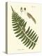 Small Antique Fern V-Vision Studio-Stretched Canvas