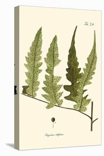 Small Antique Fern VII-Vision Studio-Stretched Canvas