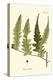 Small Antique Fern VII-Vision Studio-Stretched Canvas