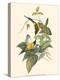 Small Bird of the Tropics IV-John Gould-Stretched Canvas