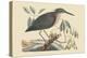 Small Bittern-Mark Catesby-Stretched Canvas