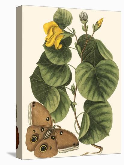 Small Catesby Butterfly and Botanical I-Mark Catesby-Stretched Canvas