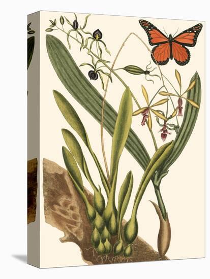 Small Catesby Butterfly and Botanical IV-Mark Catesby-Stretched Canvas