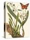 Small Catesby Butterfly and Botanical IV-Mark Catesby-Stretched Canvas