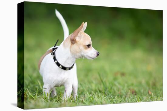 Small Chihuahua Dog Standing on a Green Grass Park with a Shallow Depth of Field-Kamira-Premier Image Canvas
