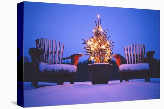 Small Christmas Tree Outdoors-Jim Craigmyle-Premier Image Canvas