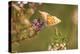 Small Copper Butterfly, Lycaena Phlaeas, Heath Blossom, Side View, Sitting-David & Micha Sheldon-Premier Image Canvas