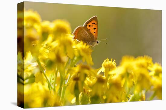 Small Copper (Lycaena Phlaeas) Butterfly Resting on Common Ragwort (Senecio Jacobaea) Dorset, UK-Ross Hoddinott-Premier Image Canvas