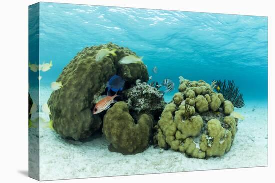 Small Coral Heads with Tropical Fish and Sea Fans Near Staniel Cay, Exuma, Bahamas-James White-Premier Image Canvas