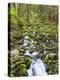 Small Creek with Waterfall, Olympic National Park, Washington, USA-Tom Norring-Premier Image Canvas