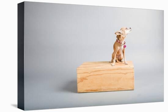 Small Dog, Big World-Susan Sabo-Premier Image Canvas