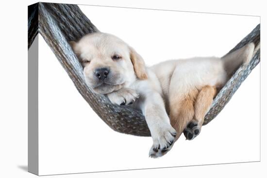 Small Dog Lying in the Hammock-Beate Margraf-Premier Image Canvas