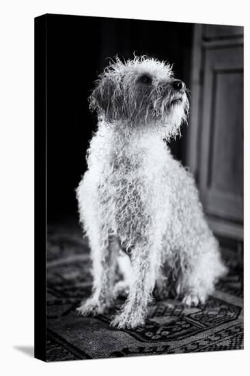 Small Dog Sitting-Tim Kahane-Premier Image Canvas