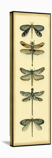 Small Dragonfly Collector I-Chariklia Zarris-Stretched Canvas