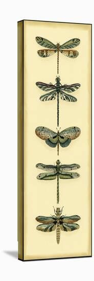 Small Dragonfly Collector II-Chariklia Zarris-Stretched Canvas