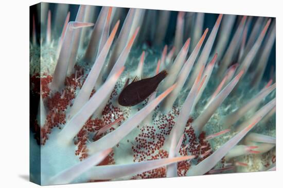 Small Fish Hides in the Venomous Spines of a Crown of Thorns Starfish (Acanthaster Planci)-Louise Murray-Premier Image Canvas