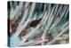 Small Fish Hides in the Venomous Spines of a Crown of Thorns Starfish (Acanthaster Planci)-Louise Murray-Premier Image Canvas