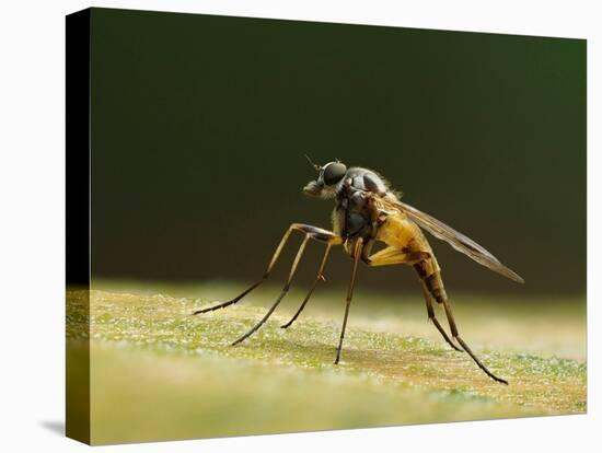 Small fleck-winged snipefly sitting in typical posture on log, UK-Andy Sands-Premier Image Canvas