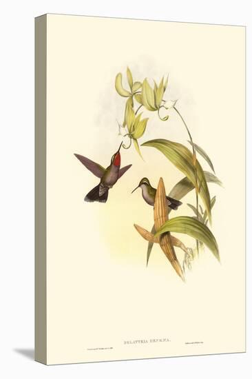 Small Gould Hummingbird IV-John Gould-Stretched Canvas