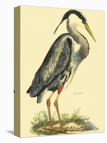 Small Great Blue Heron-John Selby-Stretched Canvas