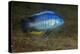 small green utaka cichlid swimming, lake malawi, malawi-franco banfi-Premier Image Canvas