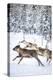 Small group of reindeer run in the snow covered forest during the arctic winter, Lapland, Sweden-Roberto Moiola-Premier Image Canvas