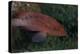 Small Grouper, Beqa Lagoon, Fiji-Stocktrek Images-Premier Image Canvas