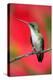 Small Himmngbird Andean Emerald Sitting on the Branch with Red Flower Background. Wildlife Scene Fr-Ondrej Prosicky-Premier Image Canvas