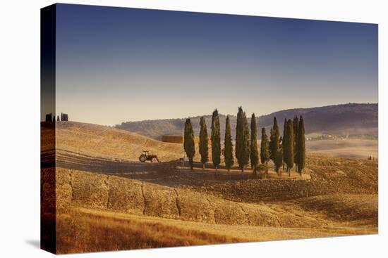 Small Isle of Cypress Trees in a Field in the Evening, Tuscany, Italy-null-Premier Image Canvas