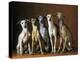 Small Italian Greyhounds Five Sitting Down Together-null-Premier Image Canvas