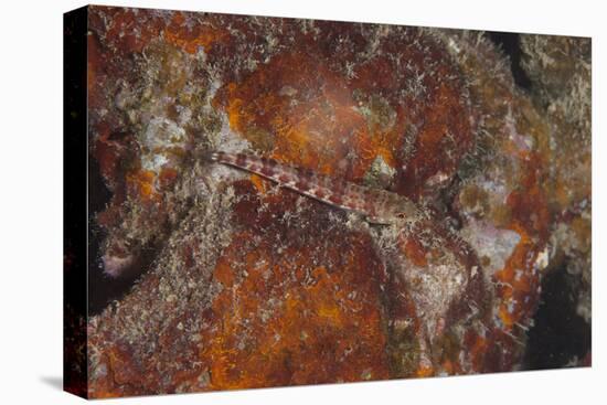 Small Lizardfish, Fiji-Stocktrek Images-Premier Image Canvas