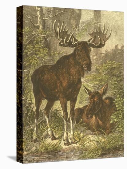 Small Moose-Friedrich Specht-Stretched Canvas